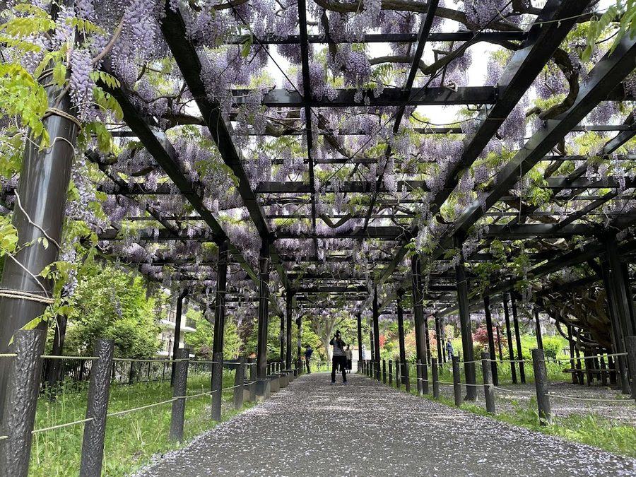 Hiragishi Tenjin Wisteria (Fuji)