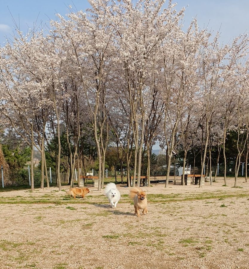 Lujeudog