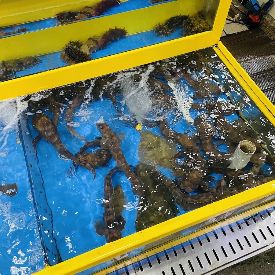 束草奶奶水產
