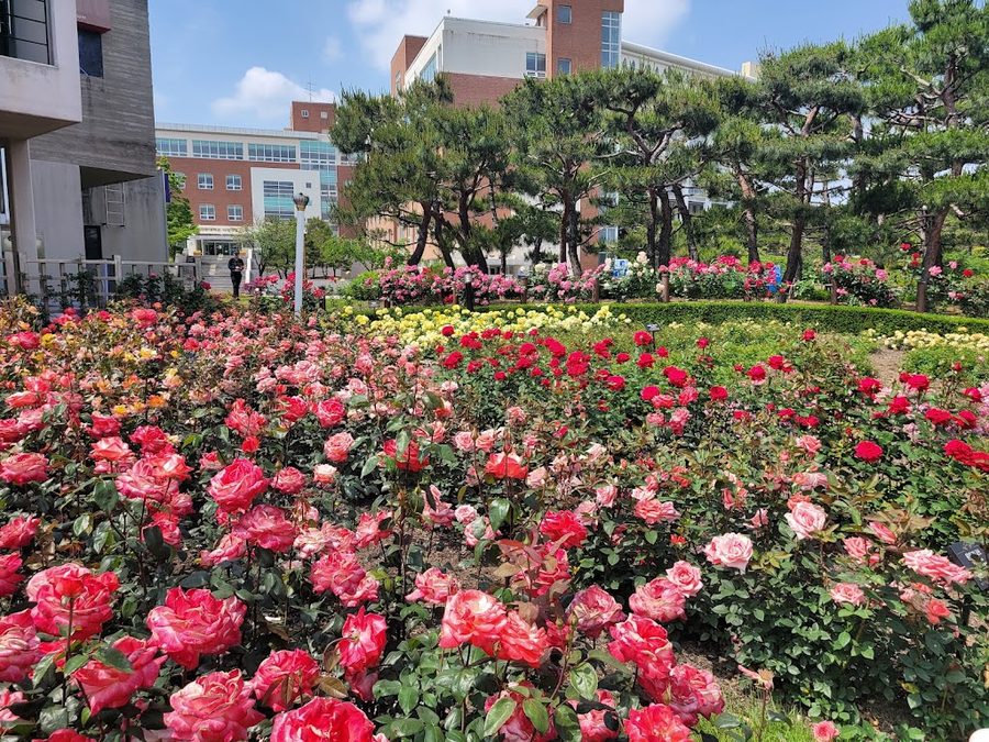 Chosun University Rose Garden