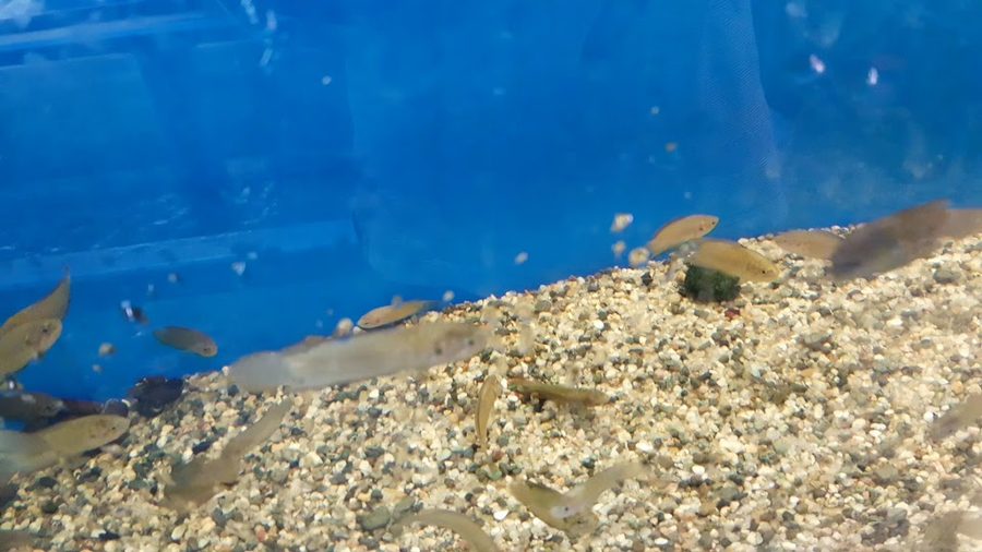 東大門水族館
