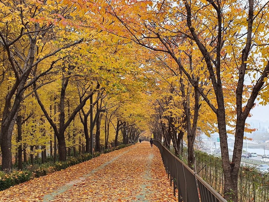 秋楓路(松汀堤防路)