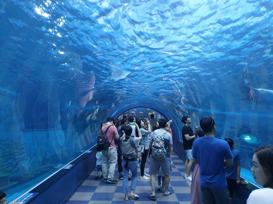 チャンセンポ クジラ博物館