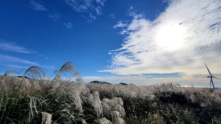 Eorimbiro Reed Field