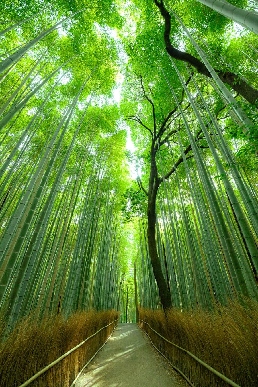 嵐山