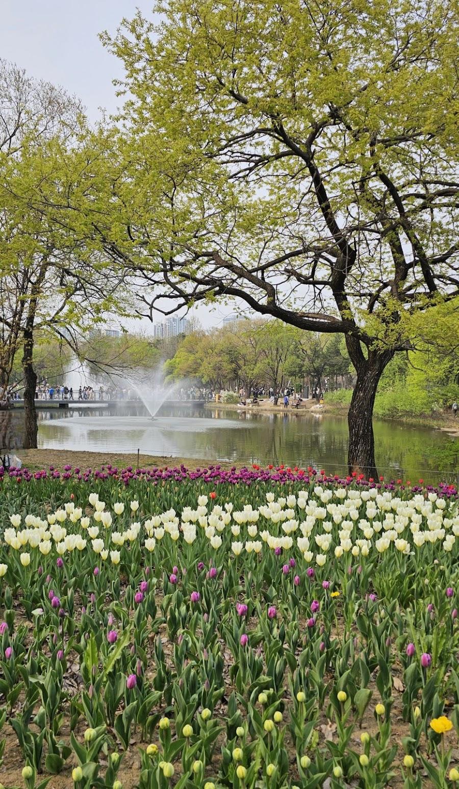 Seoul Forest