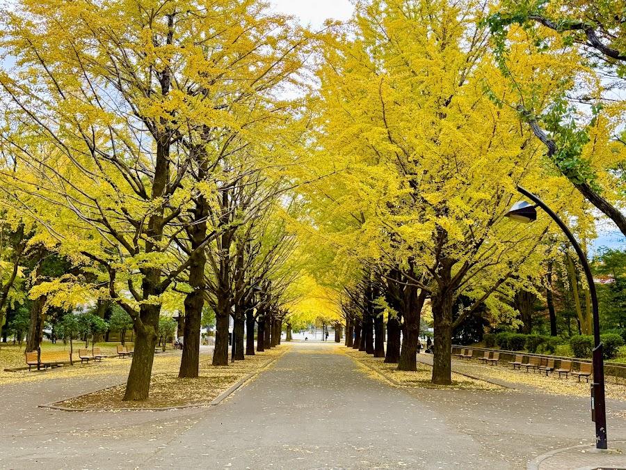 Hikarigaoka Park