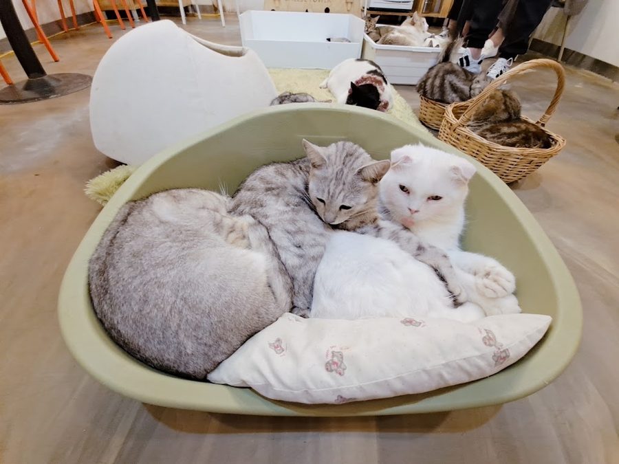Cat Garden
