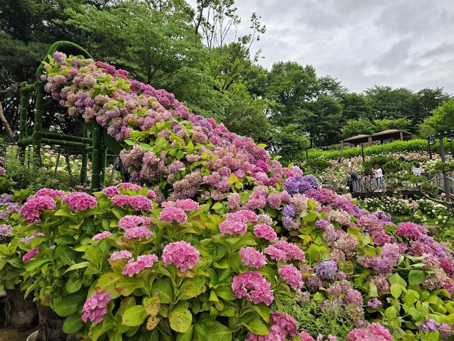 草安山 繡球花園