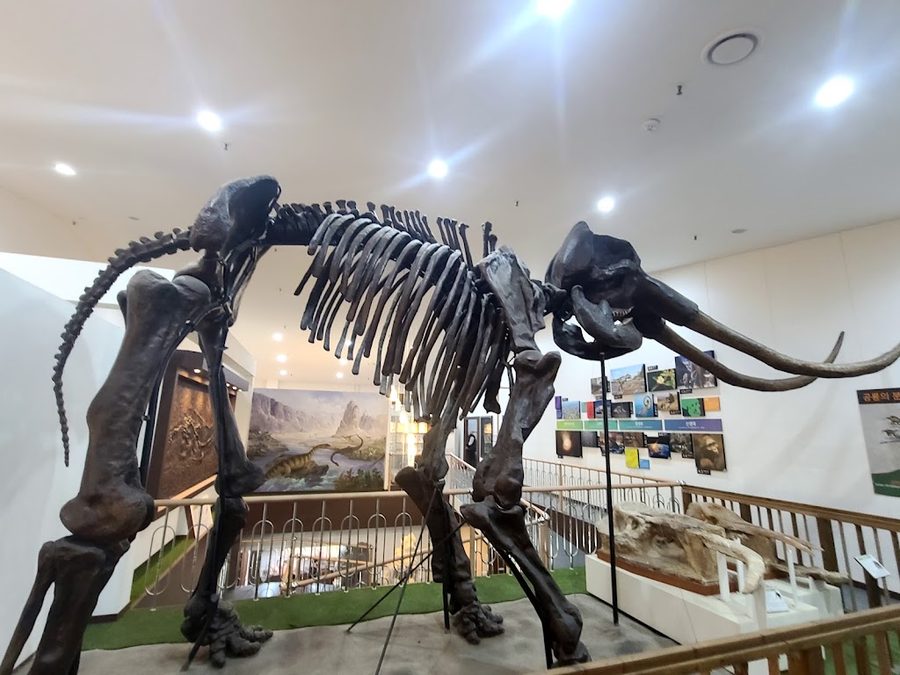 Deokso Natural History Museum