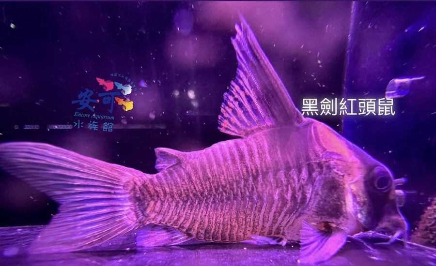 安可 Guppy Studio｜孔雀魚専門店（純品系玩家工作室）