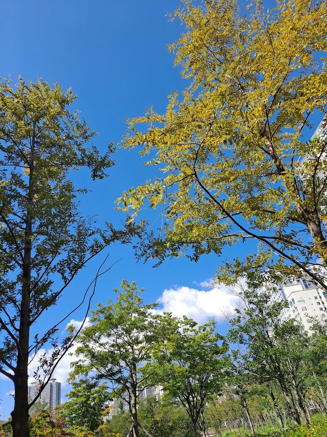 기억의 숲