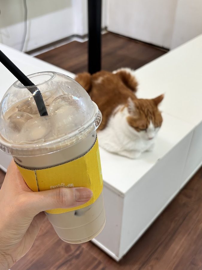 Hongdae Cat Cafe MAO