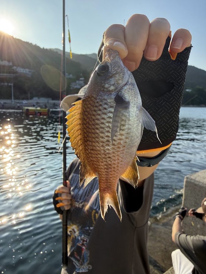 石斑魚夜釣體驗