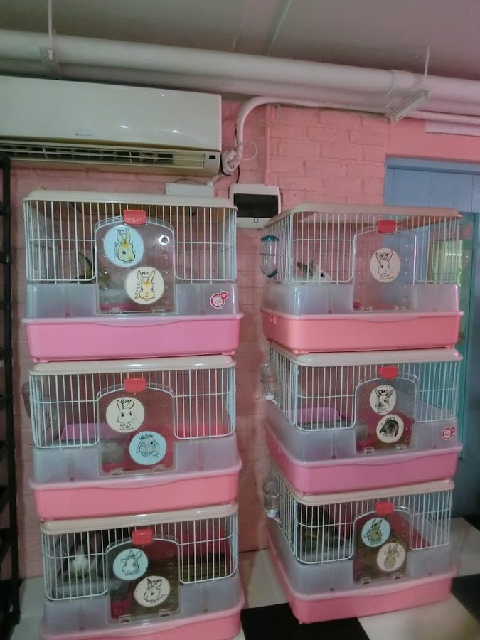 Bunny Cafe