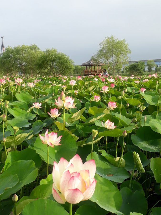 삼락생태공원 연꽃단지