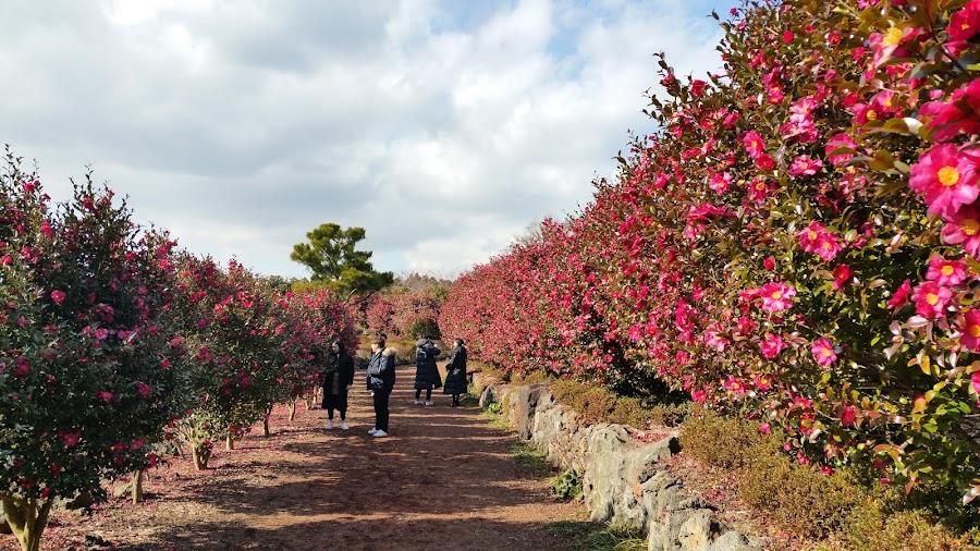 Camellia Hill Botanical Garden