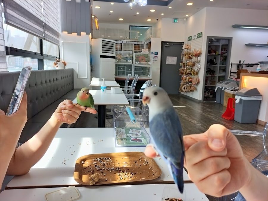 버드리 대전점