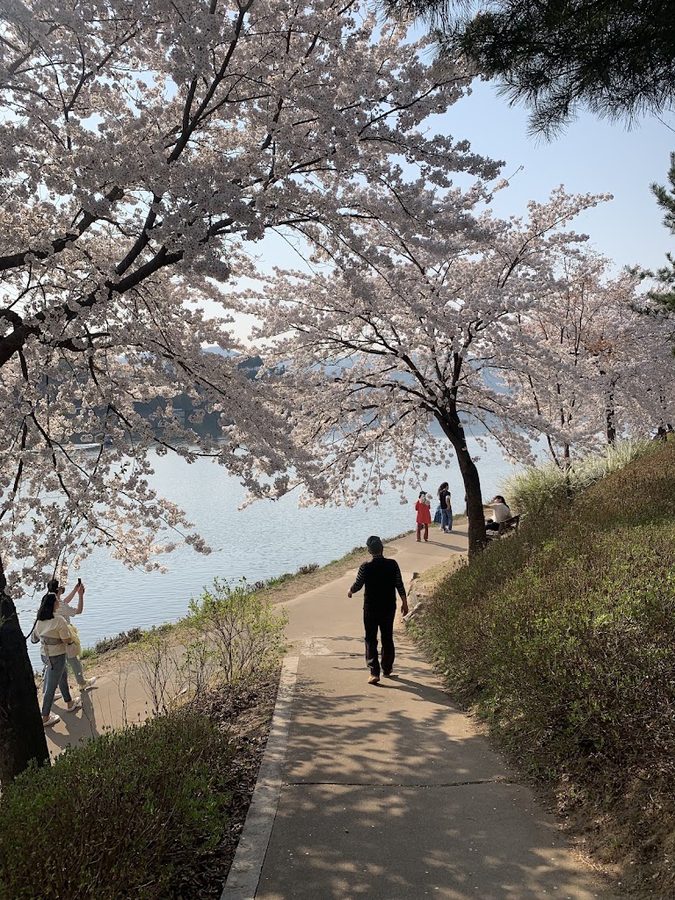 공지천 벚꽃길