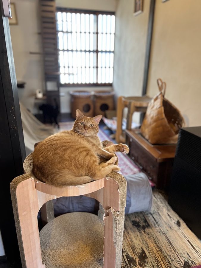 THE CAT RETREAT at UTANEKODO