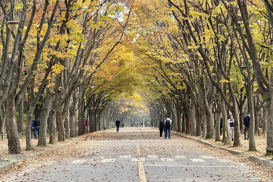 仁川大公園