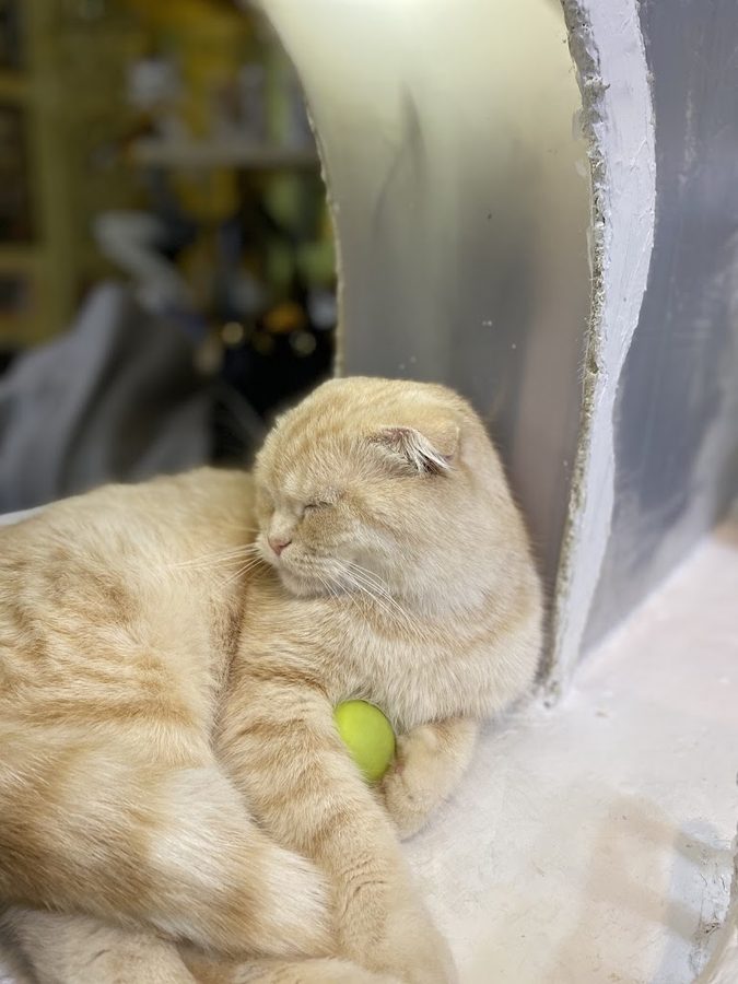Cat Cafe