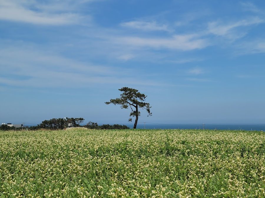Rapeseed Field