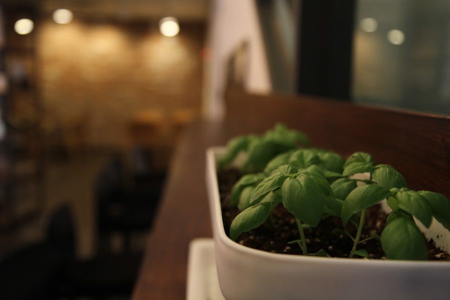 카페 루스터
