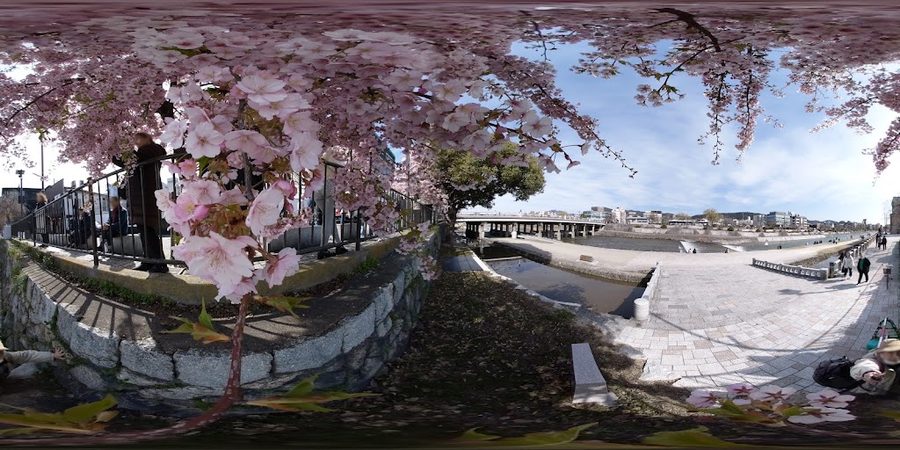 三条大橋西詰の河津桜