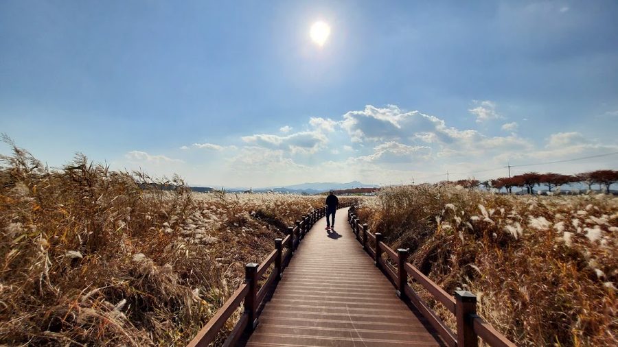Namdaecheon Salmon Ecological Park