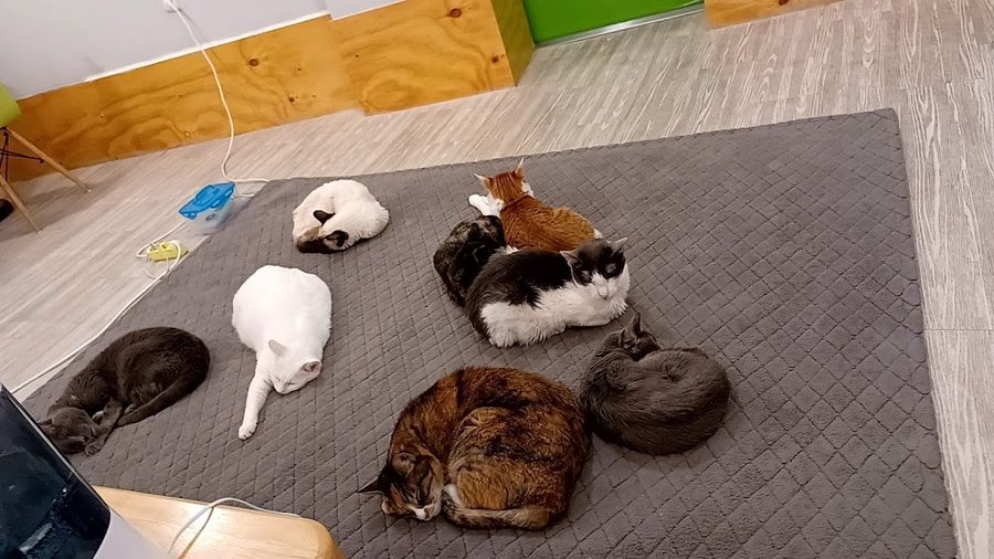 말랑캣 고양이 카페