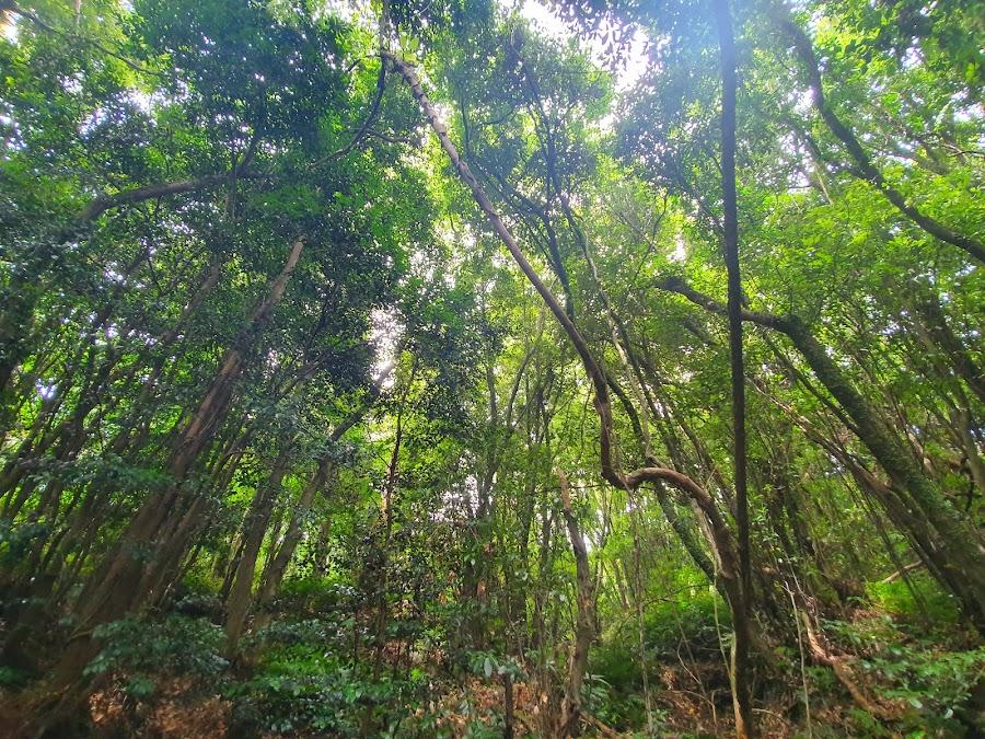 Hwansang Forest