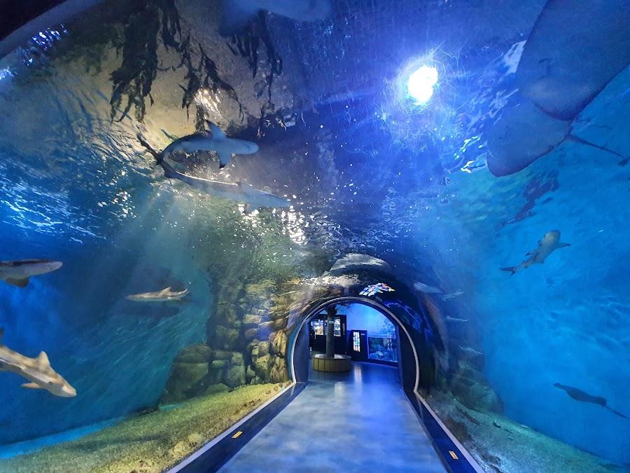 Gyeongpo Aquarium