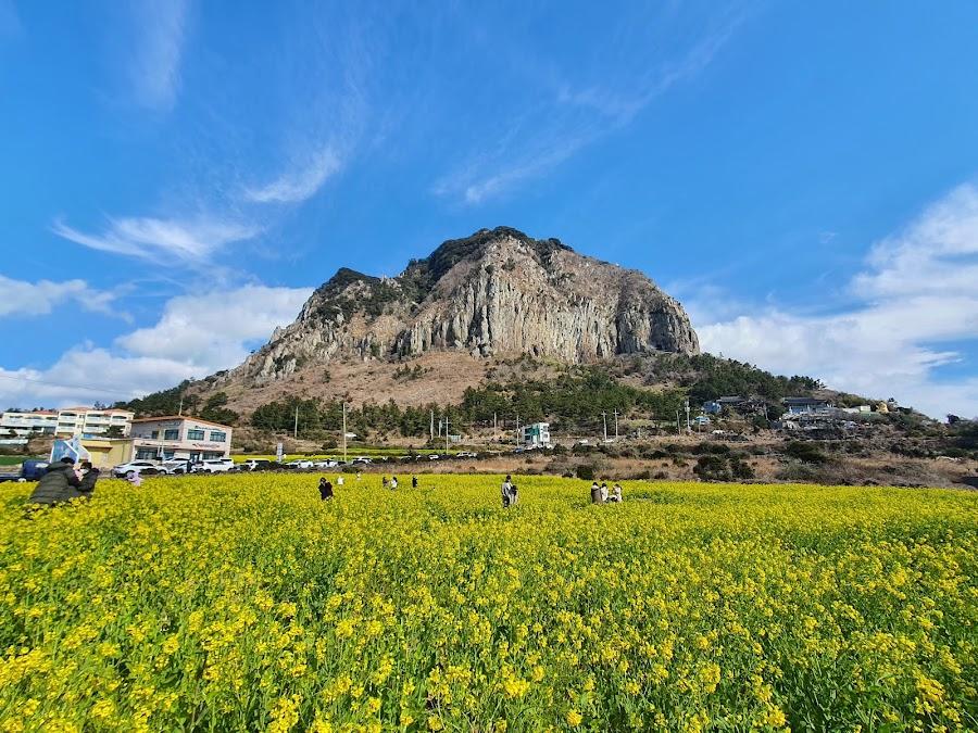 산방산 유채꽃밭