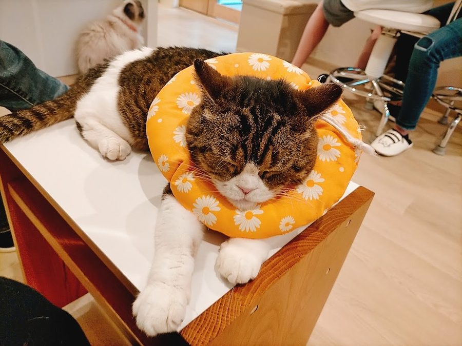 Cat cafe CAT TAIL