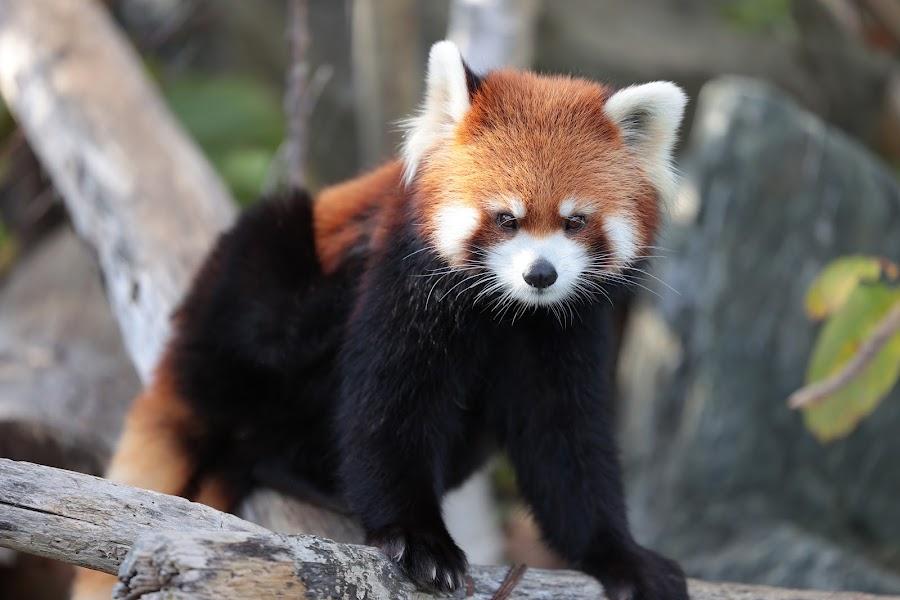 札幌市円山動物園
