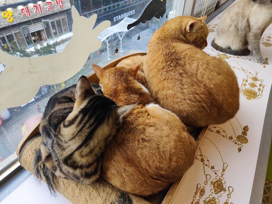 Yang2 Yang2 cat cafe