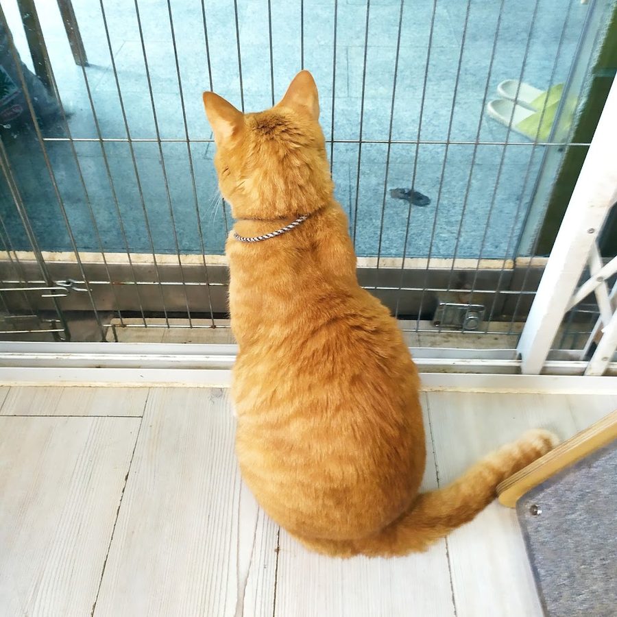 고양이랑카페놀이