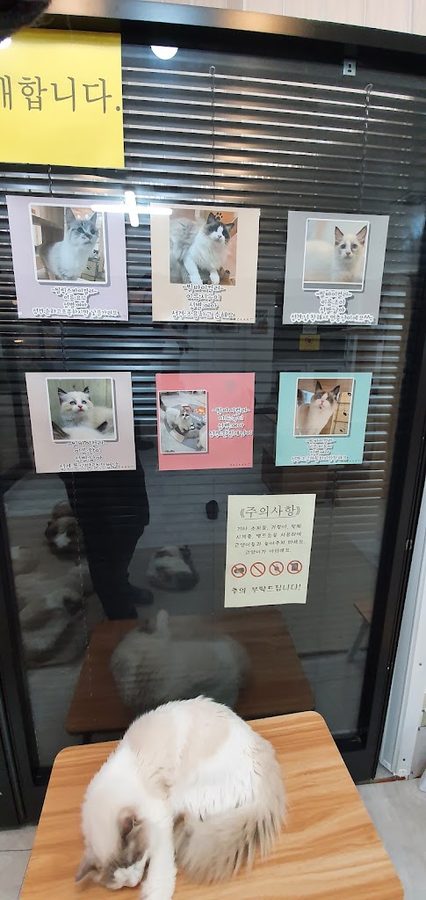 고양이랙돌카페