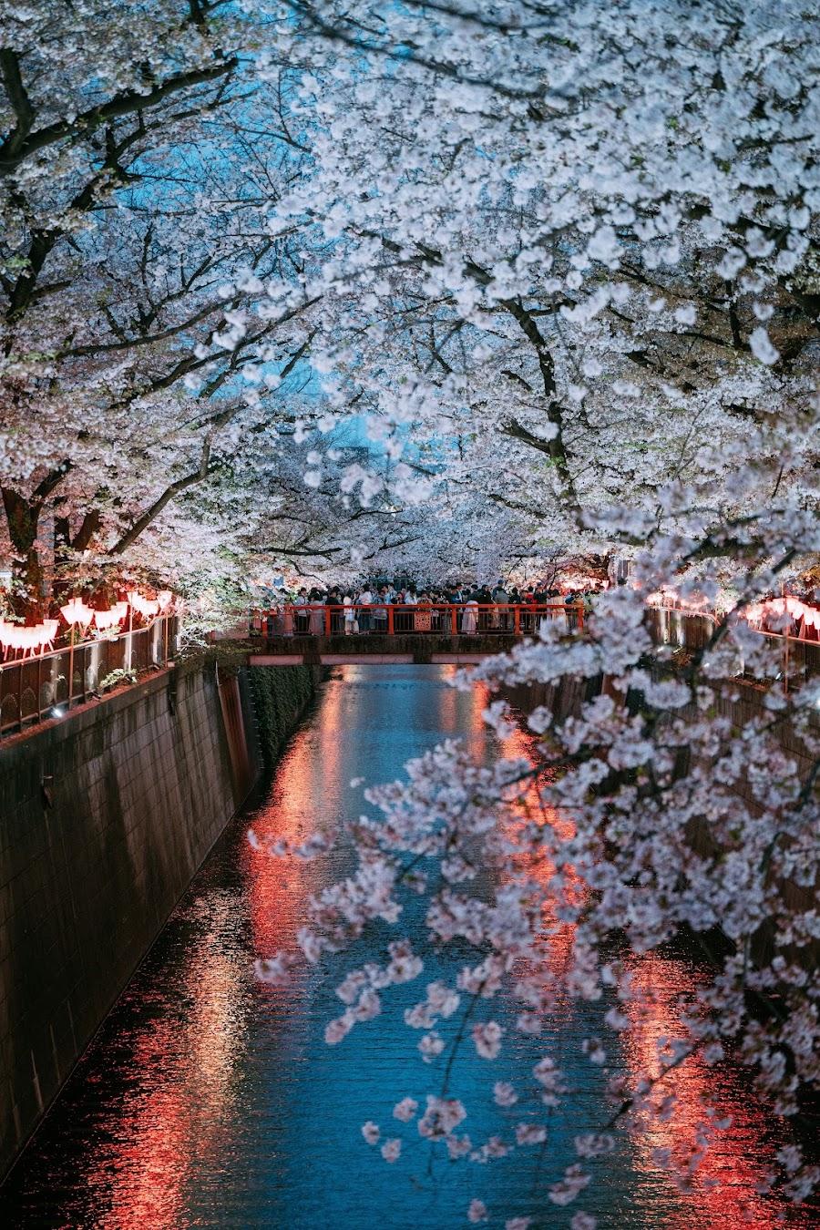目黑川櫻花樹