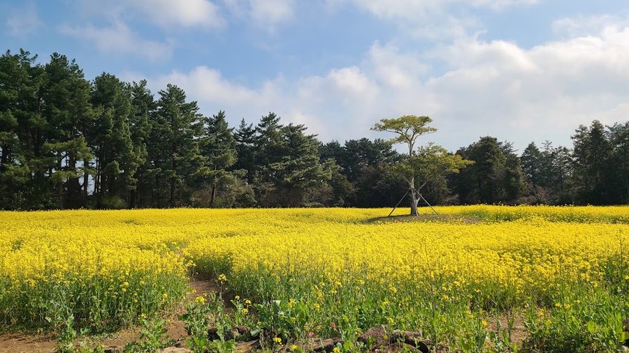 Hangmong Historic Site Tree Filming Location
