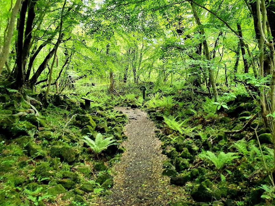橋來自然休養林
