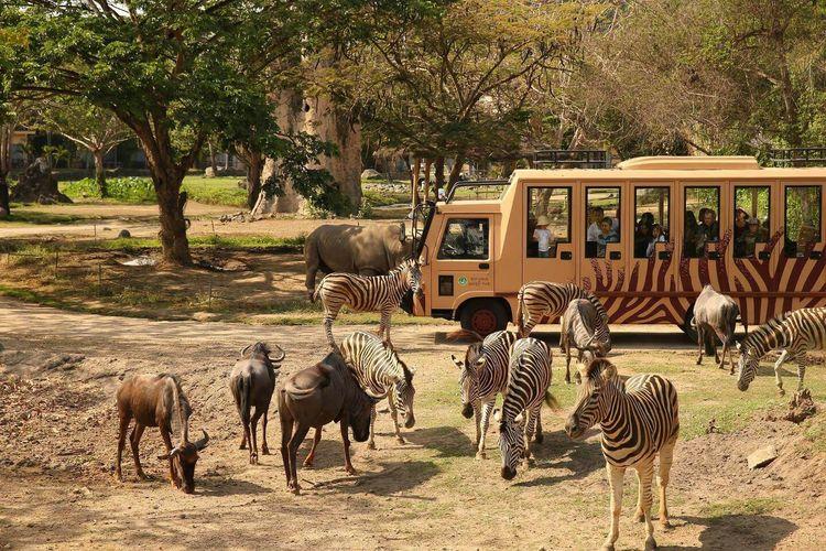 峇里島野生動物園