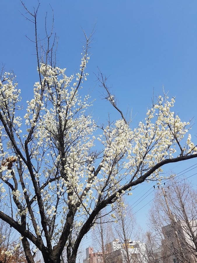 희망의숲