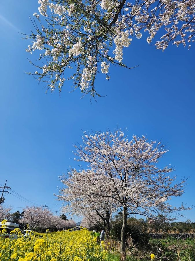Noksan-ro Yuchae-gil