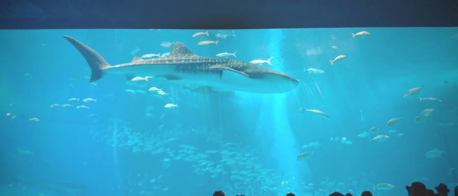 Okinawa Churaumi Aquarium