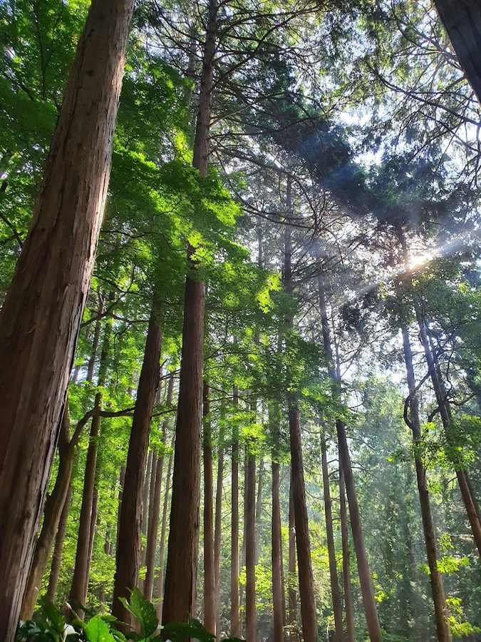 Busan Dae Sin Park Cypress Forest