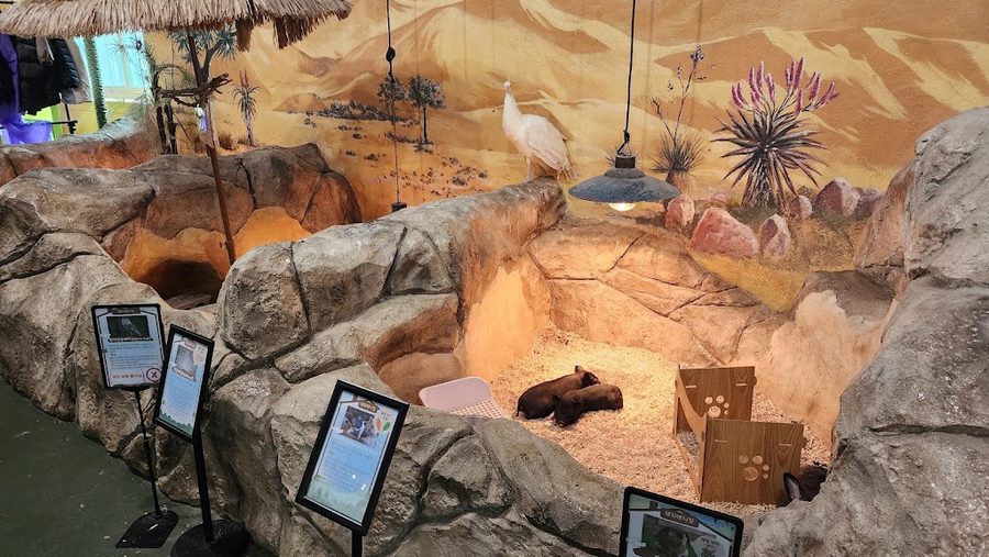 해피애니멀