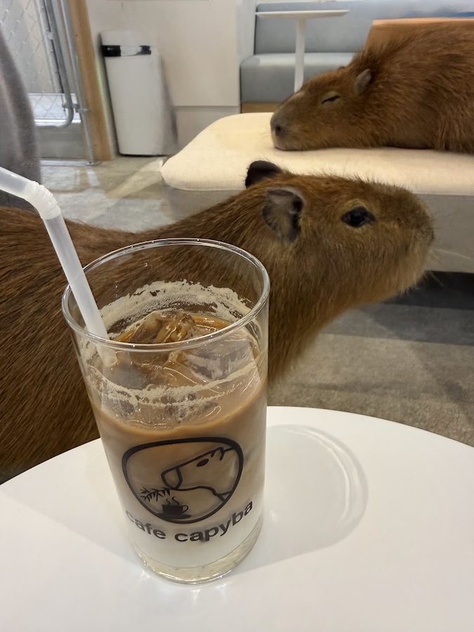 카피바래 카페 아사쿠사