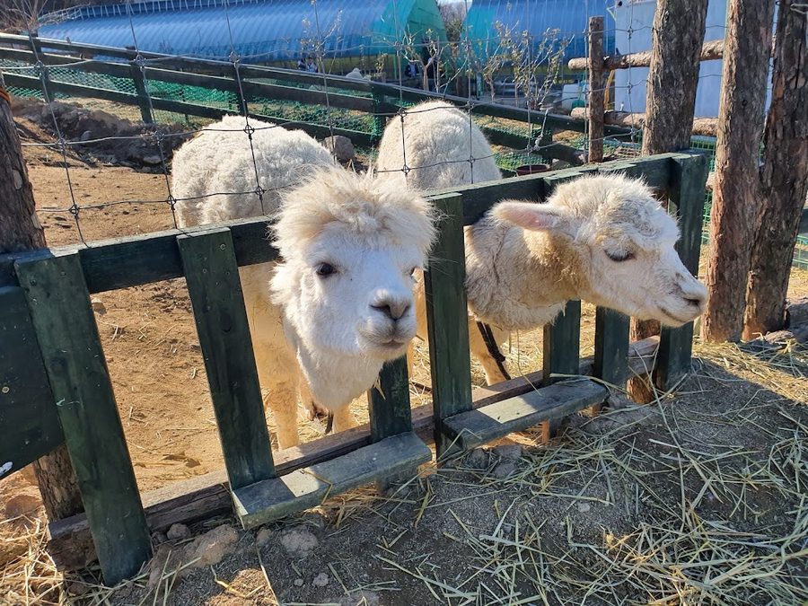 大關嶺嬰兒動物農場